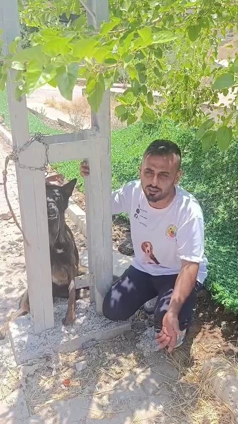 Bel&ccedil;ika kurdunu zehirleyip direğe asarak telef ettiler
