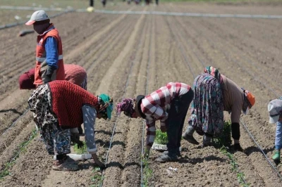 14 sal&ccedil;a fabrikasına sahip Karacabey&rsquo;de domates sezonu başlıyor
