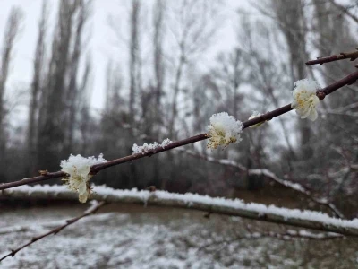 15 g&uuml;n &ouml;nce &ccedil;i&ccedil;ek a&ccedil;an erik ağa&ccedil;ları kar altında kaldı

