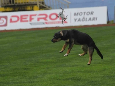 19 Mayıs kutlamalarında tehlikeli anlar: Stada giren başıboş k&ouml;pek, dronu b&ouml;yle d&uuml;ş&uuml;rd&uuml;
