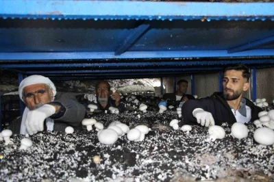 2 bin yıllık tarihi mağarada mantar &uuml;retim tesisi kurdu
