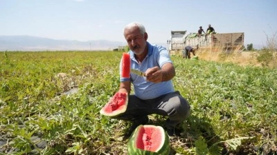 2 milyar liralık gelir bekleniyor! Muş'ta karpuz hasadı