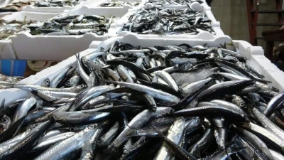 2025-2026 av sezonuyla ilgili hamsi avcılığında kota belirlendi
