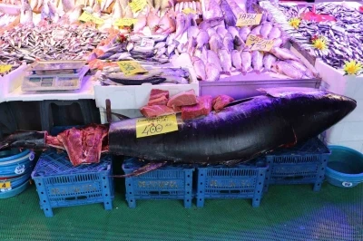 280 kiloluk orkinos vatandaşları hayrete düşürüyor
