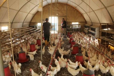 30 tavukla başladığı işletmesinde bin 700 tavuğa ulaştı
