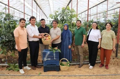 30 yıl önce deneme amaçlı ilk fidan dikildi, bugün 300 dönümden fazla alanda üretiliyor
