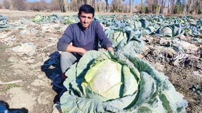 30 yıldır lahana üreten baba ve oğul, bölgeye organik ürün sunuyor
