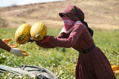 40 derece sıcaklıkta kavun hasadı başladı: Yüksek verim, üreticinin yüzünü güldürdü
