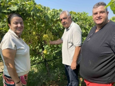 40 yaşından sonra okuyup kalıntısız üzüm yetiştirdi
