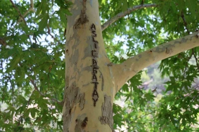 45 yıllık çınarı yazı tahtasına çevirdiler: Vatandaş çuvalla koruma altına aldı
