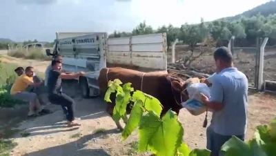 6 kişinin zapt edemediği boğa bir tekmeyle b&ouml;yle yere serdi
