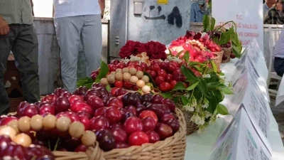60. Uluslararası Tekirdağ  Kiraz Festivali başladı: En g&uuml;zel kirazlara 60 bin lira &ouml;d&uuml;l

