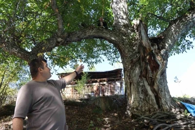 620 yıllık ceviz ağacında hasat
