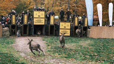 7 kızıl geyik doğaya salındı, GPS ile adım adım takip edilecek
