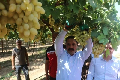 85 bin ton rekoltenin beklendiği üzümde bağ bozumu başladı
