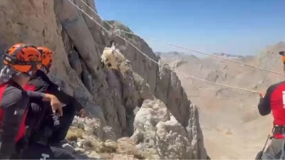 9 gün boyunca mahsur kalan keçiler 5 saatlik operasyonla kurtarıldı
