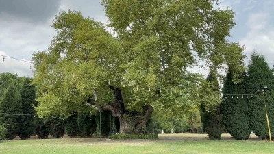 930 yıllık çınar asırlara meydan okuyor
