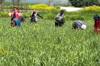 AB tescilli araban sarımsağında yabancı ot temizliği s&uuml;r&uuml;yor