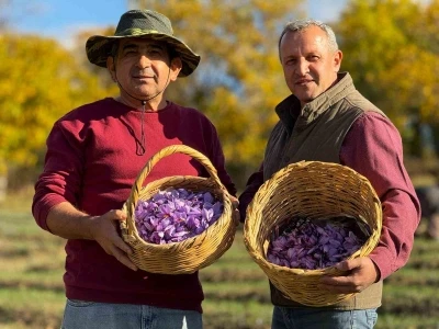 AB tescilli safranın hasadı sürüyor
