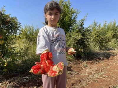 AB tescilli Suruç narında hasat dönemi başladı
