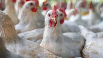 ABD&rsquo;de kuş gribi salgını!