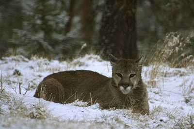 ABD&rsquo;de Rocky Dağları&rsquo;nda y&uuml;r&uuml;y&uuml;ş yapan kadın puma saldırısında &ouml;ld&uuml;
