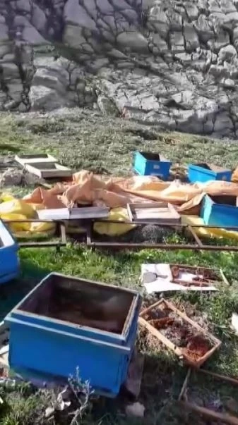 A&ccedil; kalan ayı kovanları par&ccedil;aladı, ka&ccedil;arken g&ouml;r&uuml;nt&uuml;lendi
