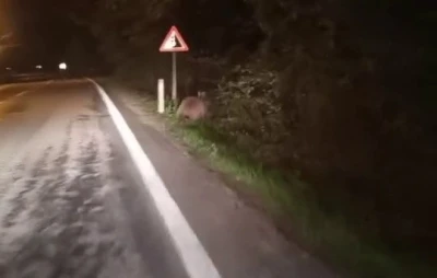 Aç kalan ayılar yollara düştü
