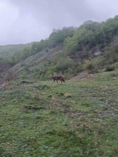 A&ccedil; kalan &ccedil;akal yerleşim yerine indi
