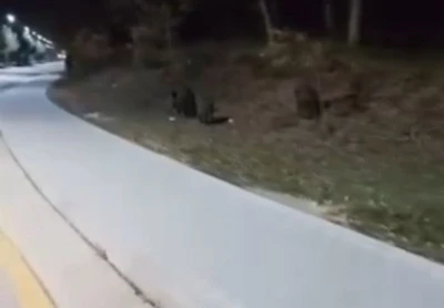 Aç kalan domuz sürüleri, üniversite kampüsüne indi
