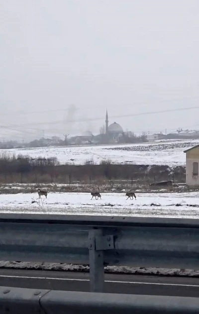 Aç kalan kurt sürüsü şehir merkezine indi
