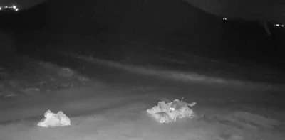 A&ccedil; kalan kurtlar k&ouml;ye indi
