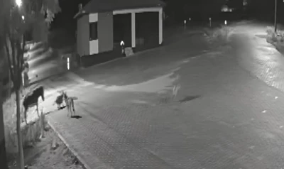 Aç kalan kurtlar mahalleye inerek eşeğe saldırdı
