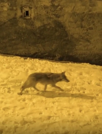 A&ccedil; kalan kurtlar şehir merkezine indi
