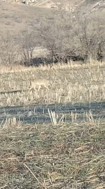 A&ccedil; kalan kurtlar yerleşim merkezine indi
