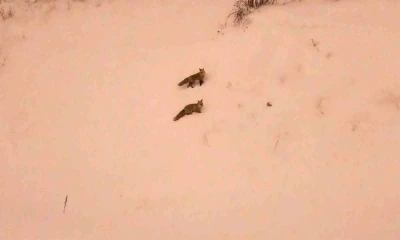 A&ccedil; kalan tilkiler yerleşim yerlerinde g&ouml;r&uuml;lmeye başlandı
