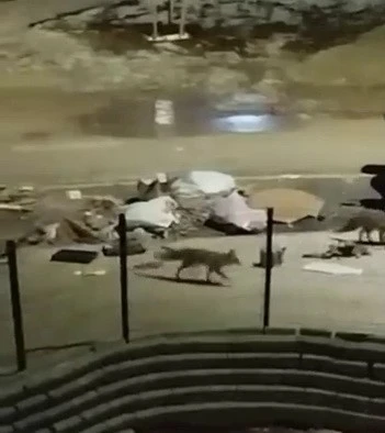 A&ccedil; kalan tilkiler yerleşim yerlerine indi
