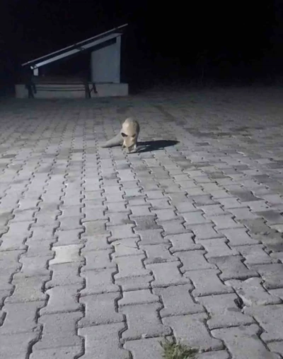 Aç tilki korucu kulübesine geldi, karnını doyurup gitti
