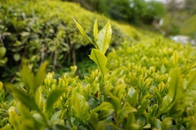 A&ccedil;ıklanan yaş &ccedil;ay taban fiyatı Rizelileri sevindirdi

