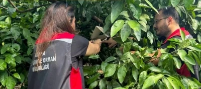 Adana&rsquo;da Akdeniz meyve sineğiyle m&uuml;cadele s&uuml;r&uuml;yor
