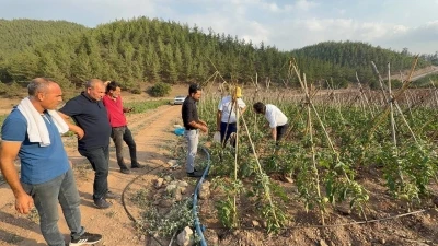 Adana’da atıl araziler domates üretim merkezi oldu
