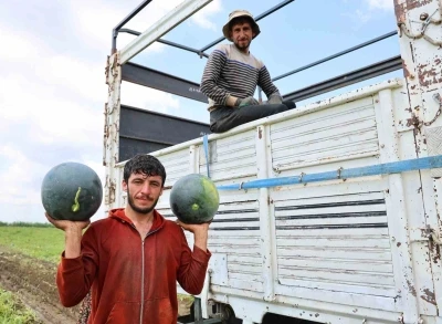 Adana&rsquo;da karpuz hasadında sona gelindi
