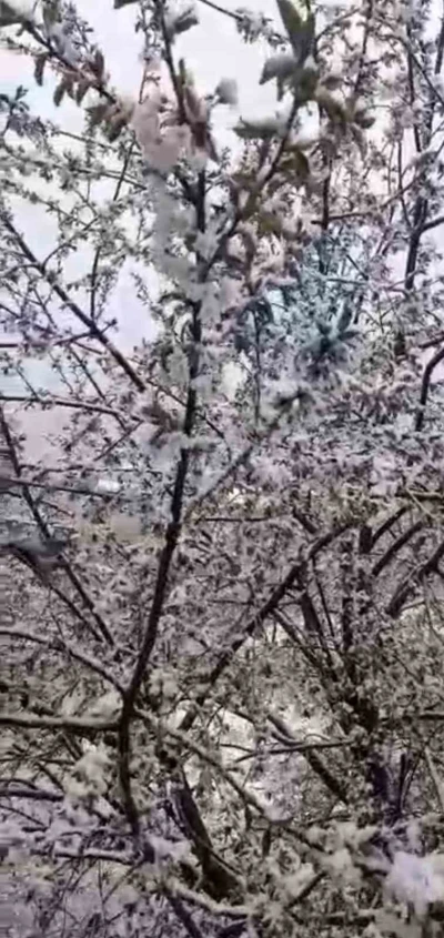 Adana&rsquo;da kiraz &ccedil;i&ccedil;ekleri karla kaplandı
