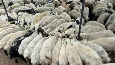 Adana’da şap hastalığı görüldü: Hayvan hareketliliği kısıtlandı
