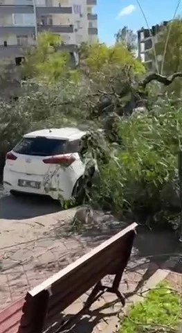 Adana&rsquo;da şiddetli r&uuml;zgar ağa&ccedil;ları devirdi
