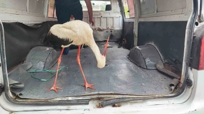 Adana&rsquo;da yaralı leyleğe vatandaş sahip &ccedil;ıktı
