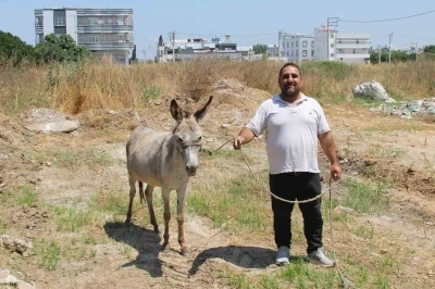 Adanalılar eşeklerin sahibini arıyor
