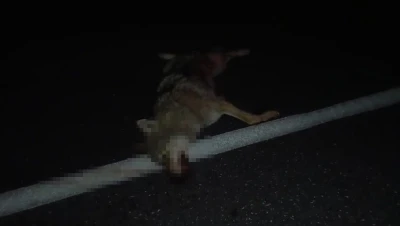 Adilcevaz&rsquo;da ara&ccedil;ların &ccedil;arptığı kurt telef oldu
