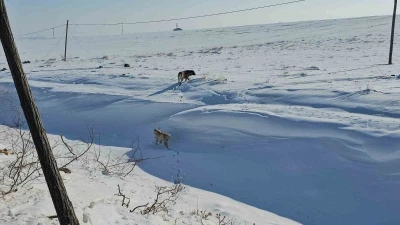 Adilcevaz&rsquo;da başıboş sokak k&ouml;pekleri korku sa&ccedil;ıyor
