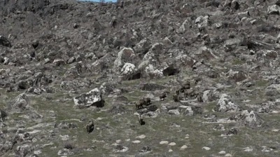 Adilcevaz&rsquo;da domuzlar &ccedil;ift&ccedil;ileri bezdirdi
